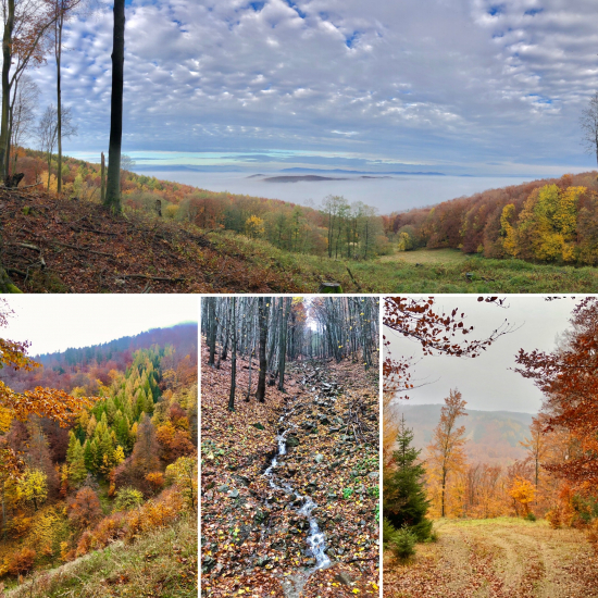 Jesenná mozaika farieb