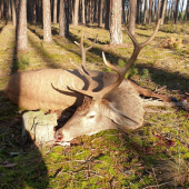 Jeleň