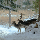 Nastali ťažké časy