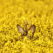 Keď už nám to rozkvitlo