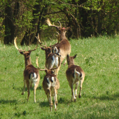 / Keď padajú lopaty /