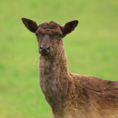 Strapatý černoško :)