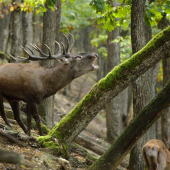 Hlas kráľa nesúci sa do doliny