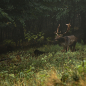 Tma,hmla,dážd ale bol tam