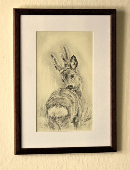 srnec v lyku-ceruza /archív/