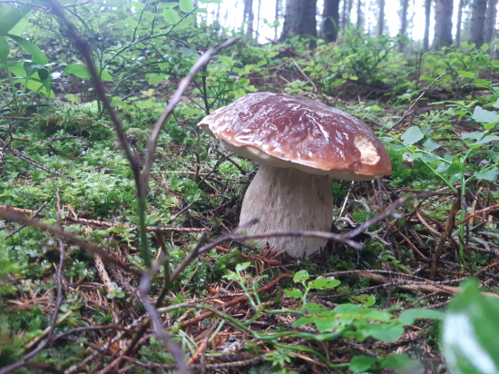 Prvý tohoročný...