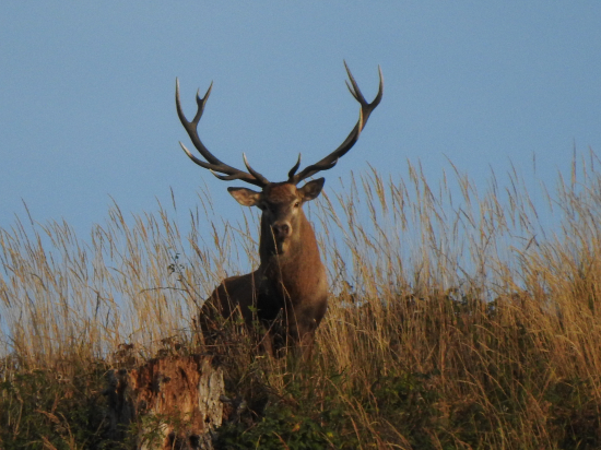 Krásavec na hrebeni.