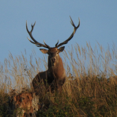 Krásavec na hrebeni.