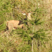 Nepr.šesťnástorák za stromčekom.
