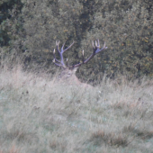Kráľ prichádza...