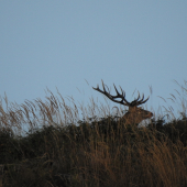 Konečne sa ukázal.
