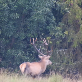 V poslednej chvíli...