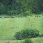 Taká menšia rodinka...