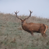 Vyšiel z hmly ako duch...