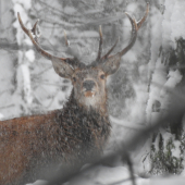 V snehovej fujavici...