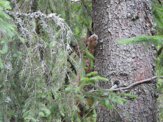Hra na skrývačku...