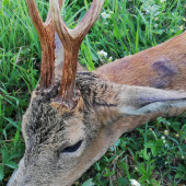 Srnec stretnutie po dlhšom čase