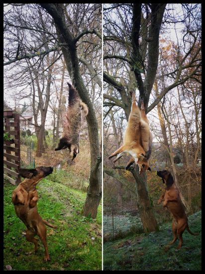 Zoznámenie sa s úlovkom šeliem