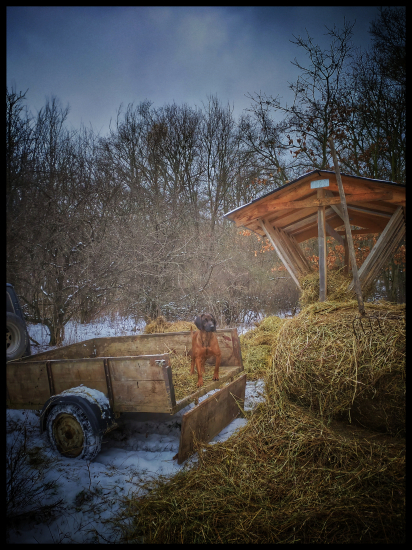 Čerstvé seno do krmelca