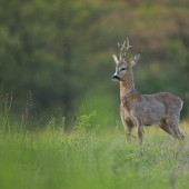 Nepravidelný osmorák