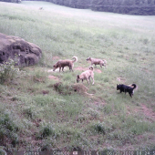 Psia svorka