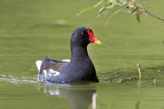 sliepočka zelenonohá