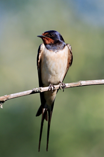 lastovička obyčajná