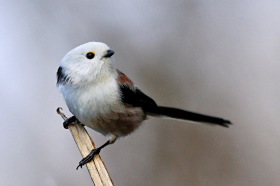 mlynárka dlhochvostá