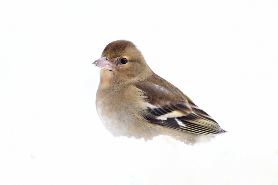 pinka lesná-samička