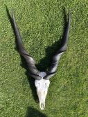 Eland Derby ( Antilopa Losia Derbyho )