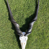 Eland Derby ( Antilopa Losia Derbyho )