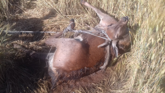 Elektrický obradnik