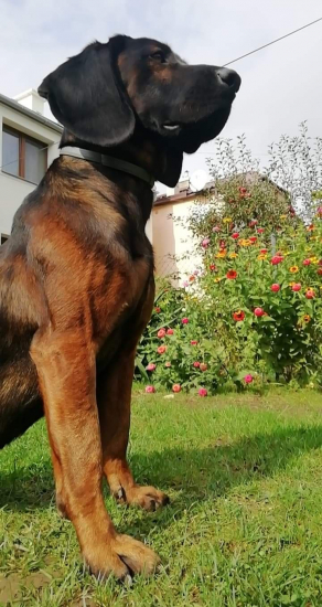 Fips zo Siladiho dvora