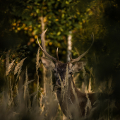 keď čakáš na hlavného ... :D