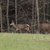 Príchod na pašu...