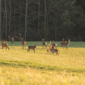 Podvečer na lúke...