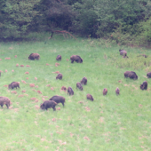 Zapasená črieda...
