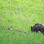 Prasiatka v tráve...