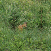 Srnec horský...