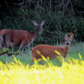 Na spoločnej paši...
