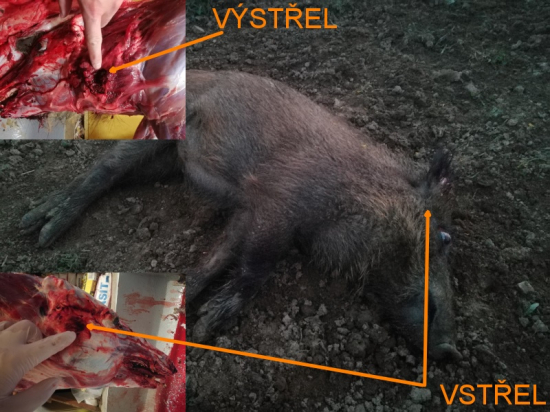 Hornady ELD-X 6,5x55SE