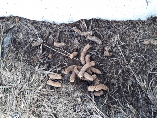 Po kom to zostalo?