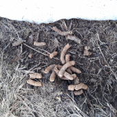 Po kom to zostalo?