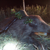 Guľovnica pokrstená