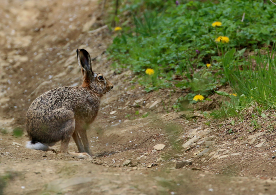 Konečne zajac - živý !