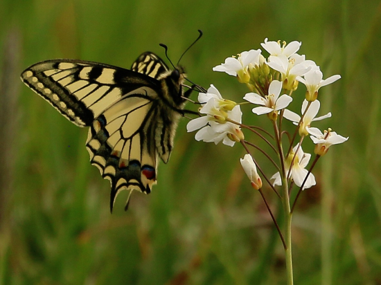 Vidlochvost feniklový