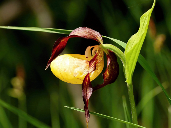 Črievičník papučkový