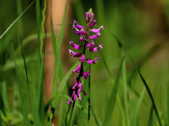 Horčinka chochlatá