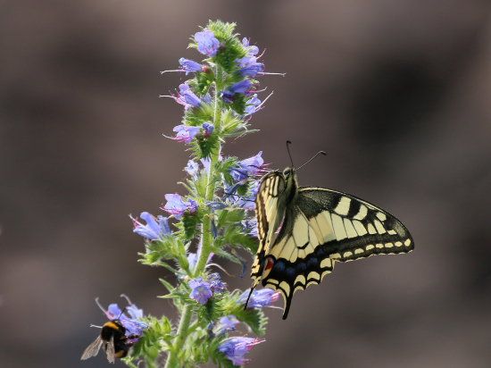 Vidlochvost feniklový s čmeliakom