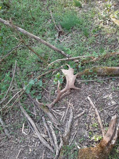 Zase sa pošťastilo